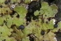 Abrothallus bertianus